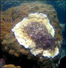 Black band disease on a boulder star coral (<i>Montastraea faveolata</i></b><b>) in the Dry Tortugas. The white is freshly dead coral skeleton.