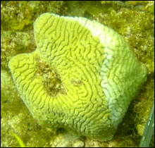 White plague disease affecting a colony of <i>Meandrina meandrites</i></b><b>. The white is freshly dead coral skeleton.