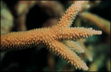 A healthy staghorn coral branch.