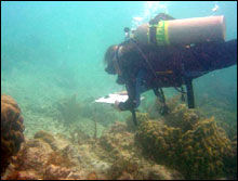 Coral reef transect being conducted in the Dry Tortugas