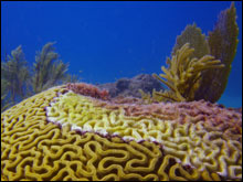 .  Black band disease (BBD) migrates across a colony Colpophyllia natans, killing healthy coral tissue near Looe Key. 