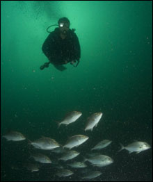 A researcher spots a school of fish during a diving safety stop.