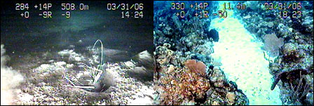 Underwater imagery of seafloor animals and habitats.