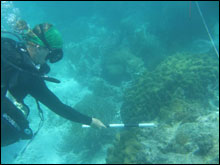 measuring coral size