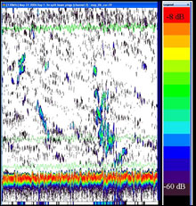 Echogram showing backscattering of the acoustic signal at 120kHz. The green lines indicate the sea floor, 2m from the bottom and 10m from the bottom. The color scale shows backscatter strength (Sv) in decibels. Mean Sv is measured in dBre1m-1 with greater backscatter strength (small schools) shown in blue and green. Photo credit: Laura Kracker. 