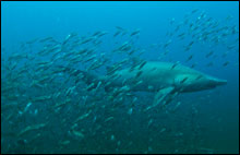 Sand Tiger sharks all have unique spots that can be used for identification. (NOAA)
