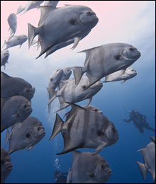 A school of Atlantic spadefish swim around the scuba divers as they make their way back to the surface.