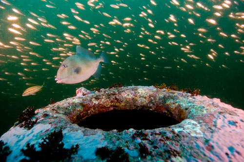 fish swimming over a wreck