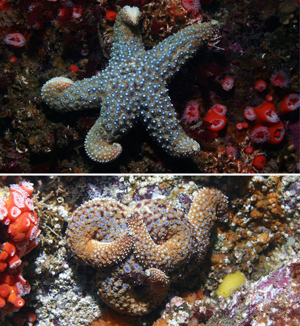 Individuals afflicted with sea star wasting syndrome will often twist their rays and assume abnormal postures. In some case, it appears the rays are detached by the star, perhaps to remove the infected appendage.