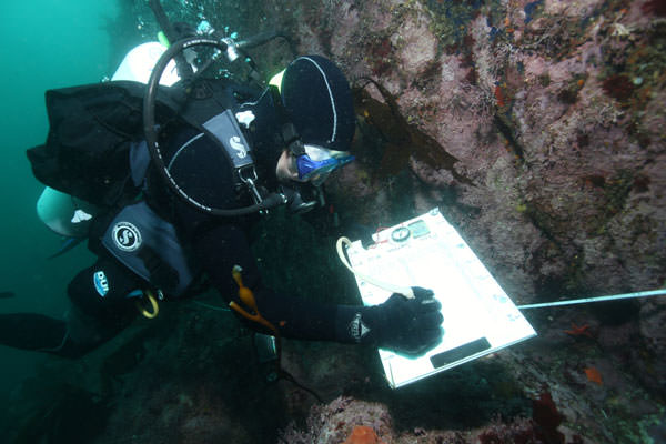 Photo of diver and clipboard studying the dying starfish