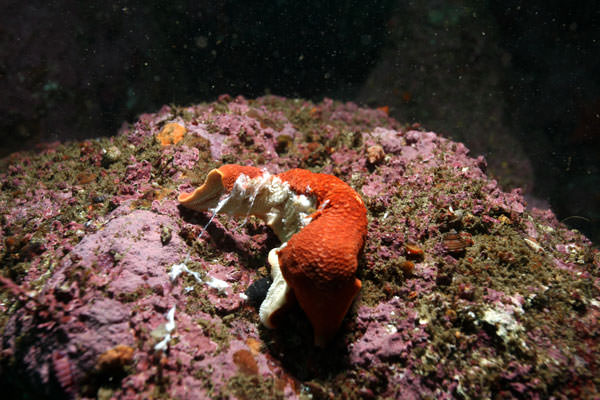 Individuals afflicted with sea star wasting syndrome