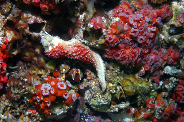 Photo of sea star with wasting syndrome