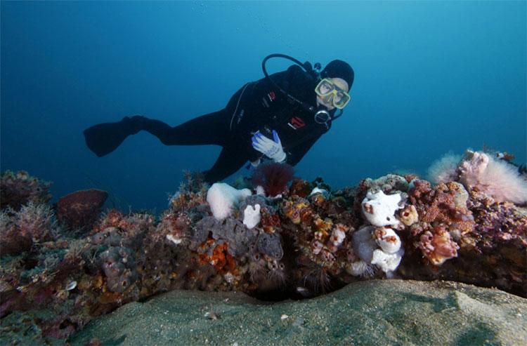 photo of an diver
