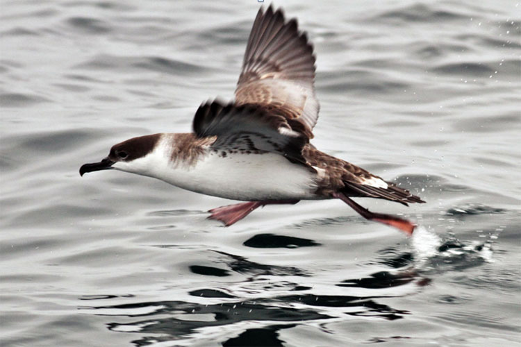 great shearwater taking flight