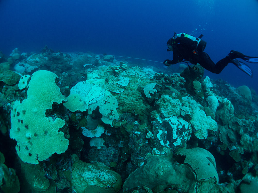 a diver swims above bleached corals