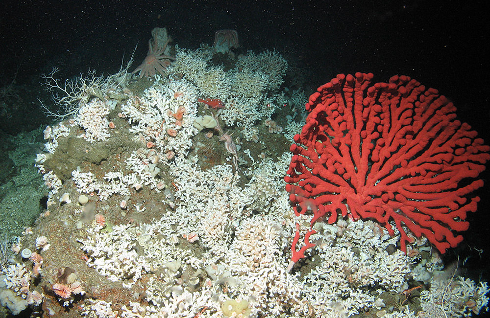 Lophelia pertusa, white coral, at left and lower-right and a fan coral to the right