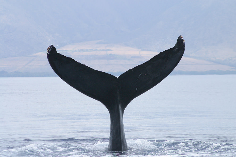 a humpback whale tail