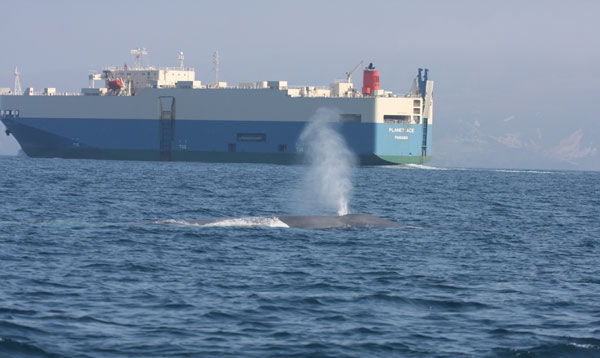 photo of a whlae near a ship
