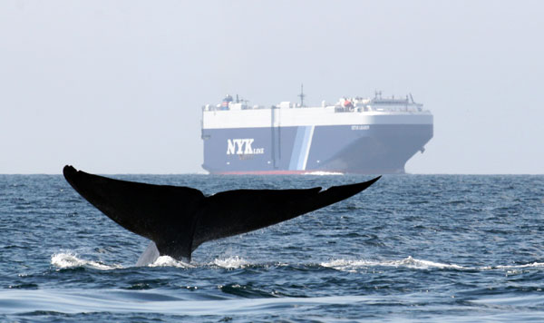 Photo of whale tail near a ship