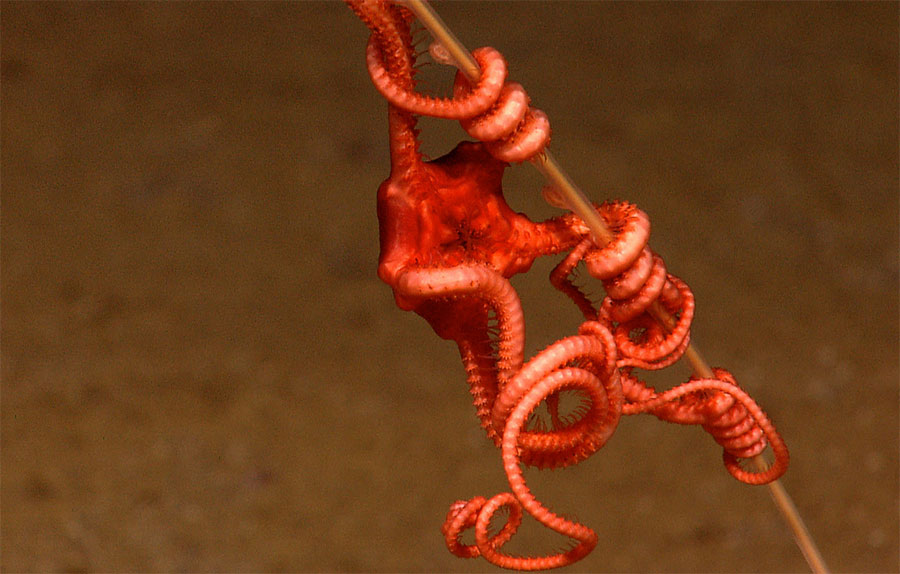 photo of a brittle star