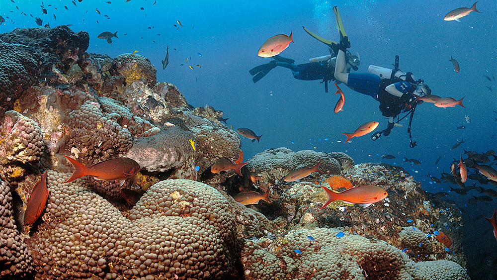 diver swimming by a reef teeming with fish