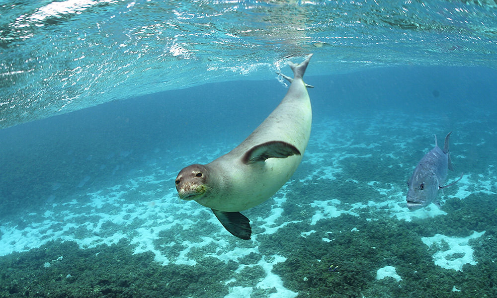 hawaiian monk seal swimming