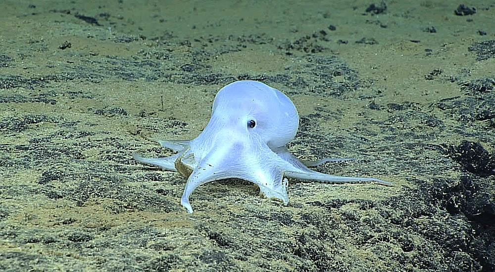 previously-undescribed species of octopod was discovered in the Northwestern Hawaiian Islands