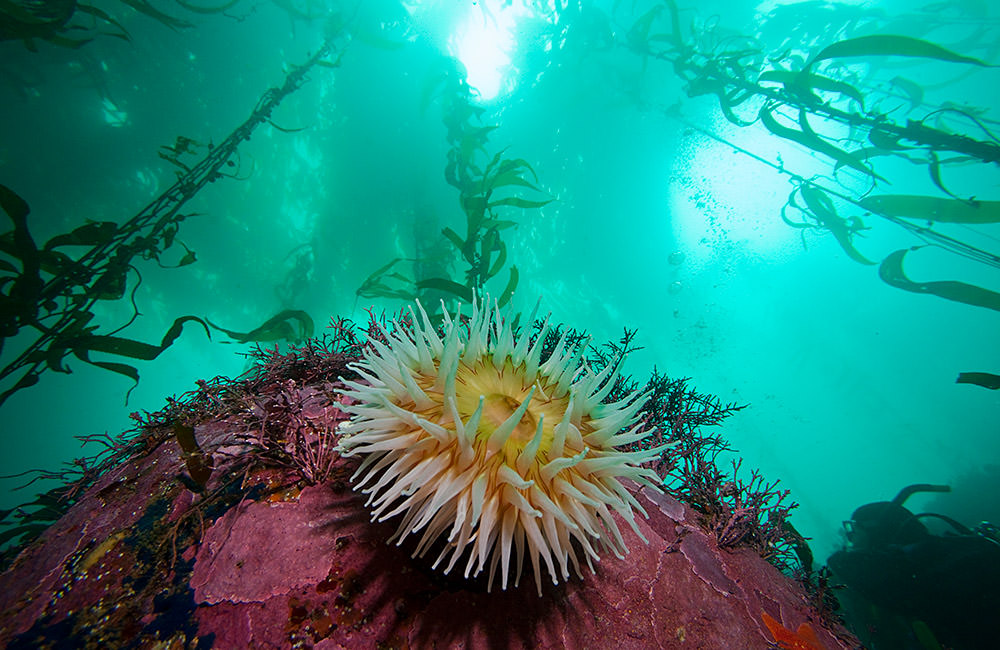 sea anemone in a kelp forest