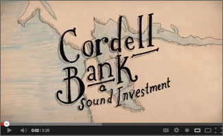 cordell krill video