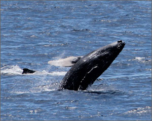 A humpback whale is spotted in Hawaiian Islands Humpback Whale National Marine Sanctuary.