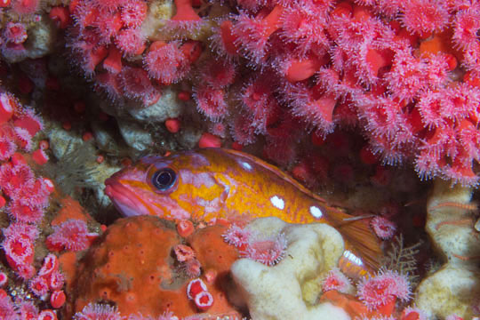rock fish hides in between invertebrate