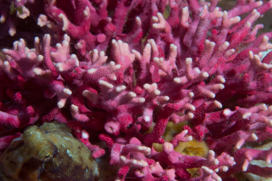  octopus hides in coral