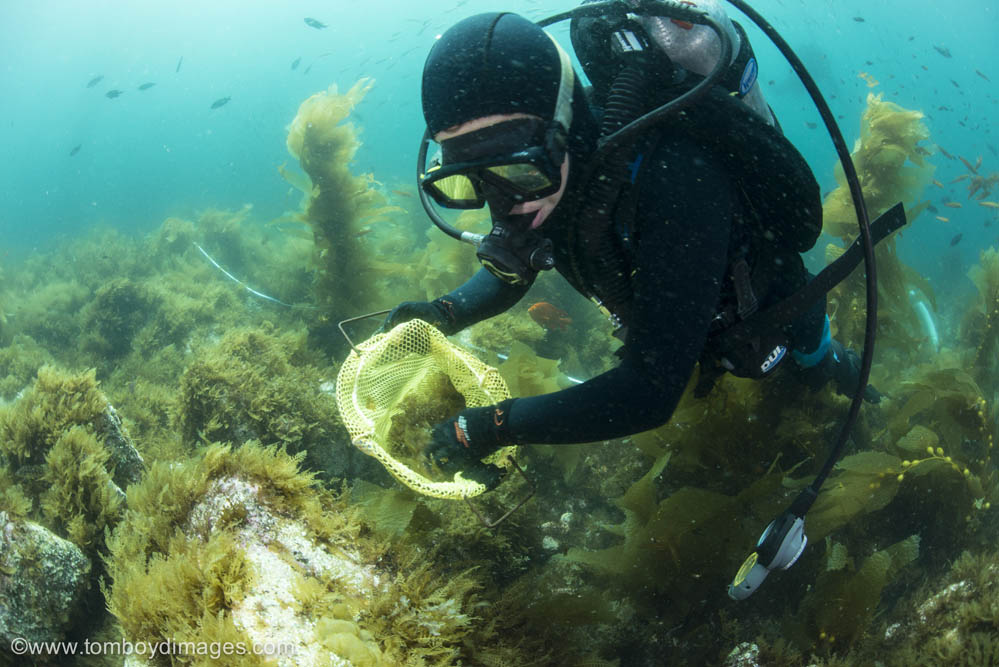 diver removing Sargassum horneri