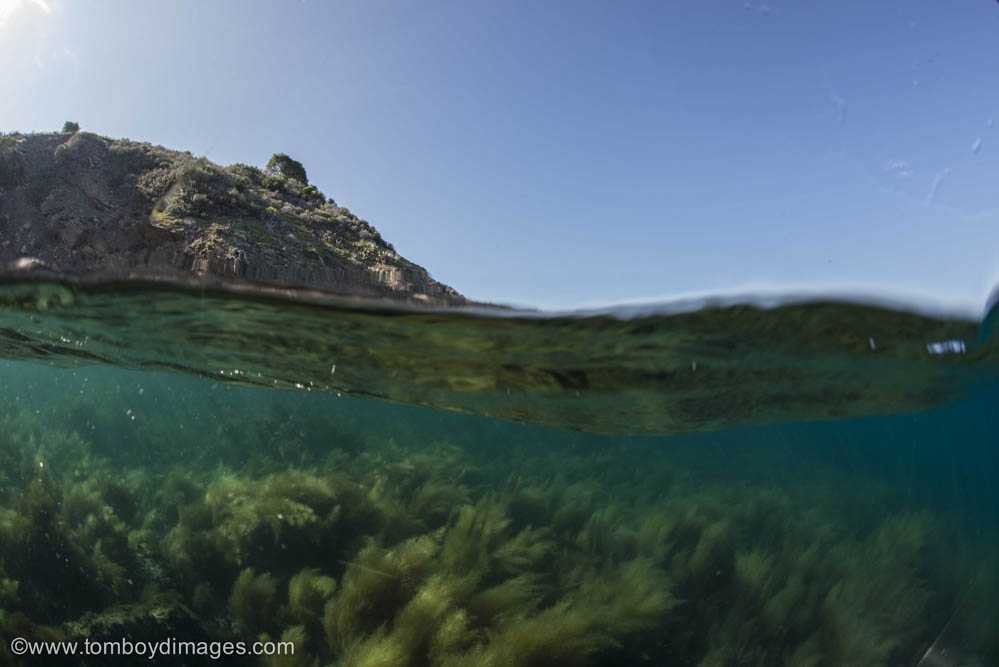 landscape view of sargassum underwater