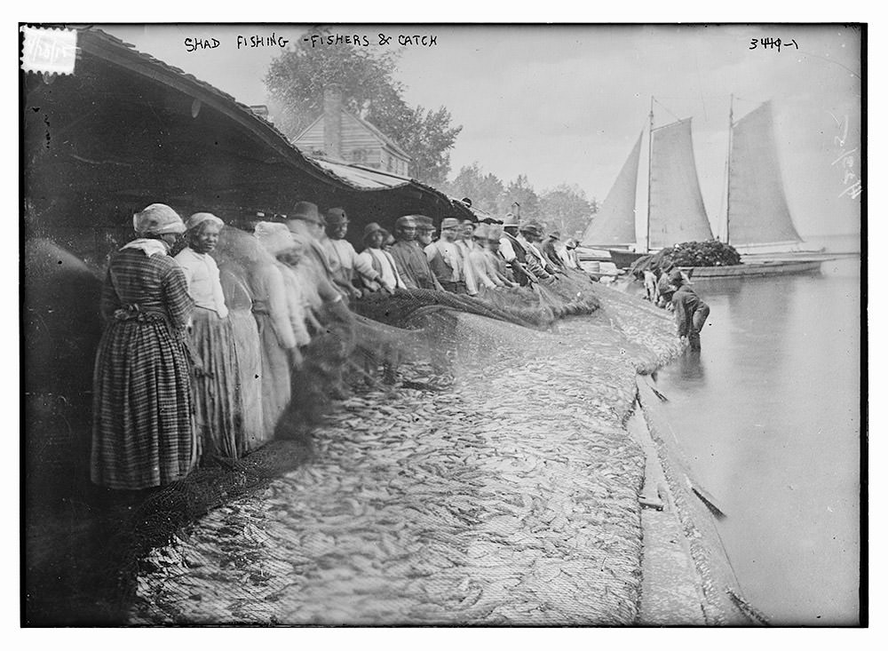 men and women pulling in a fishing net from the bank of the potomac river