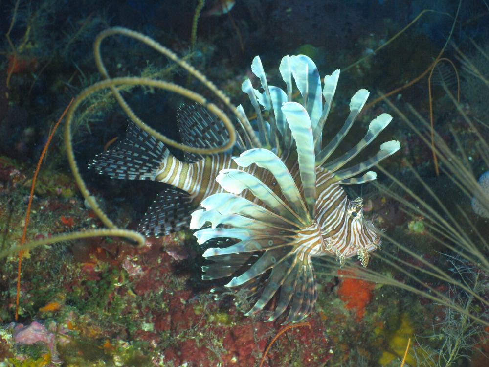 profile view of a lionfish near a coral reef