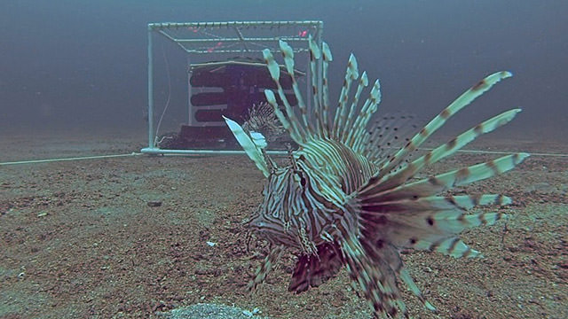 lionfish in front of a curtain-style trap
