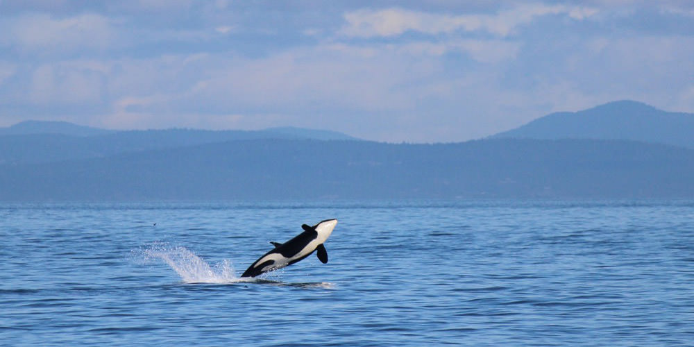 orca breahing out of the water, coastline in the background
