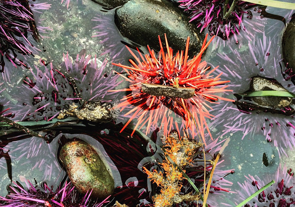 view into a tidepool, many sea urchins are visiable among the rocks