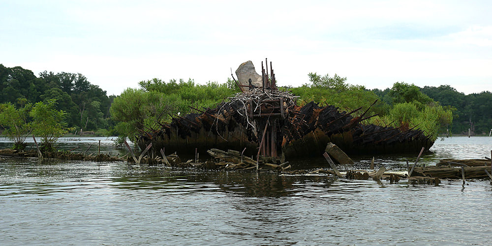 shipwreck at mallows bay cover in vegetation