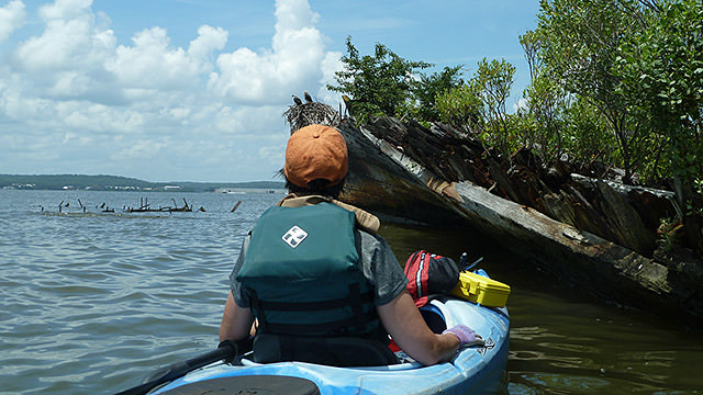 kayaker looking at a wreck in mallows bay