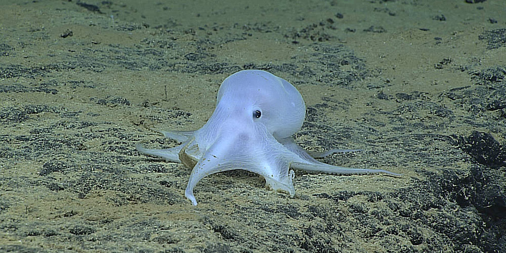 photo of an ghostlike octopod on the ocean floor