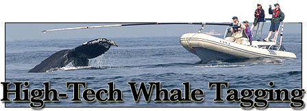 Whale Tagging banner