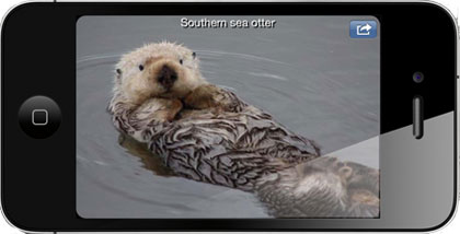 image of otter on iphone