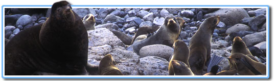 Northern Fur Seal header