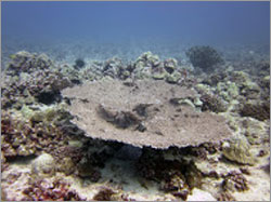 Hawaii Table Coral