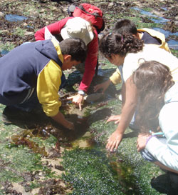 Students look at a tidepool