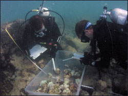 monitoring the coral reef