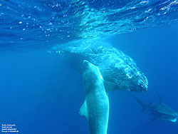 Tiger sharks attacking a humpback whale