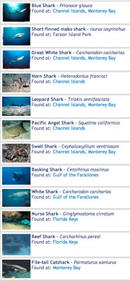 shark encyclopedia screen capture